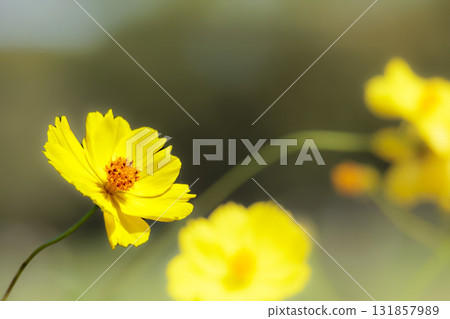 Colorful cosmos flowers swaying like fairies dancing in the autumn breeze Colorful cosmos flowers swaying like fairies dancing in the autumn breeze 131857989