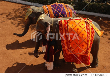 Elephant On Show India Elephant On Show India 131858002