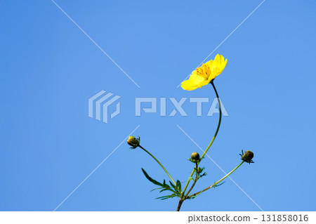 Colorful cosmos flowers swaying like fairies dancing in the autumn breeze Colorful cosmos flowers swaying like fairies dancing in the autumn breeze 131858016