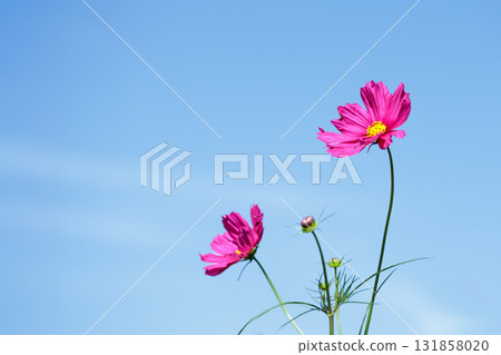 Colorful cosmos flowers swaying like fairies dancing in the autumn breeze 131858020