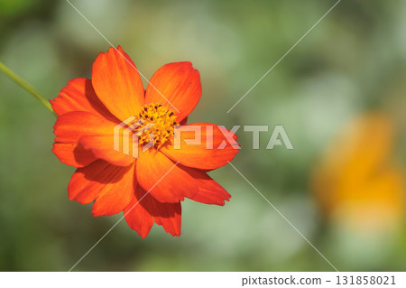 Colorful cosmos flowers swaying like fairies dancing in the autumn breeze Colorful cosmos flowers swaying like fairies dancing in the autumn breeze 131858021