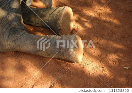 Elephant Foot Macro shot India 131858200