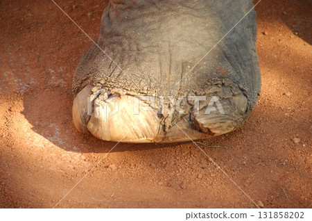 Elephant Foot Macro shot India 131858202