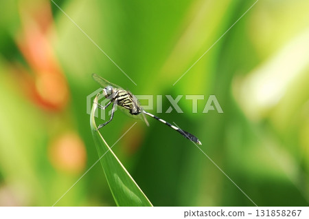 Macro shot of a Dragonfly Macro shot of a Dragonfly 131858267