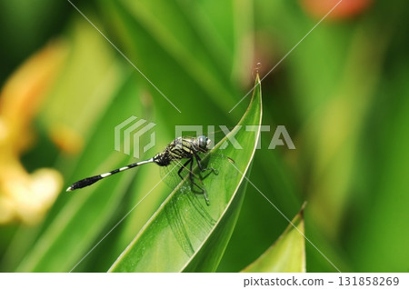 Macro shot of a Dragonfly Macro shot of a Dragonfly 131858269