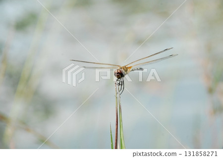 Macro shot of a Dragonfly 131858271