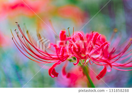 禦嶽山自然森林公園 紅花石蒜 2-2-3 131858288