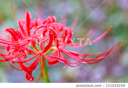 禦嶽山自然森林公園 石蒜花 2-2-4 131858289