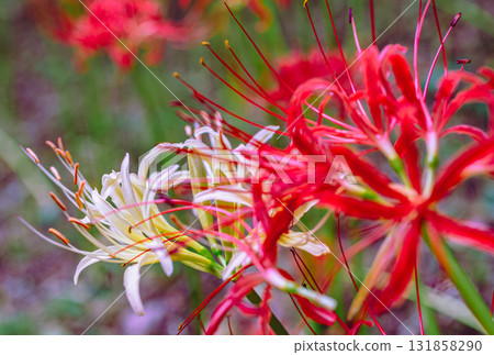 禦嶽山自然森林公園 紅花石蒜 2-2-5 131858290