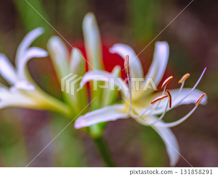 Mount Ontake Natural Forest Park, Cluster Amaryllis 2-2-6 131858291