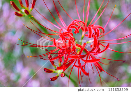Mount Ontake Natural Forest Park, Red Spider Lily 2-2-14 Mount Ontake Natural Forest Park, Red Spider Lily 2-2-14 131858299