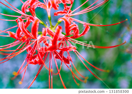 Mount Ontake Natural Forest Park, Red Spider Lily 2-2-15 Mount Ontake Natural Forest Park, Red Spider Lily 2-2-15 131858300