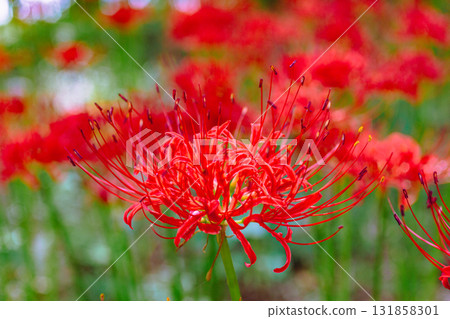 Mount Ontake Natural Forest Park, Red Spider Lily 2-2-17 Mount Ontake Natural Forest Park, Red Spider Lily 2-2-17 131858301
