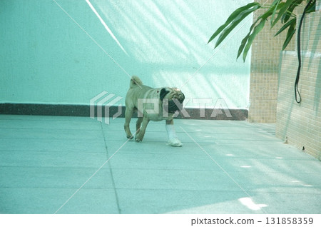 Pet Pug Dog at Home 131858359