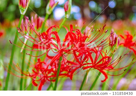 禦嶽山自然森林公園 紅花石蒜 2-2-38 131858430