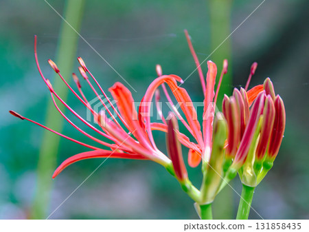 禦嶽山自然森林公園紅花石蒜2-2-63 131858435