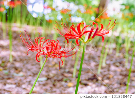 禦嶽山自然森林公園 紅花石蒜 2-2-75 131858447