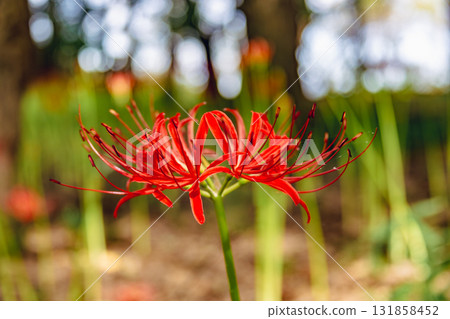 禦嶽山自然森林公園 紅花石蒜 2-2-80 131858452