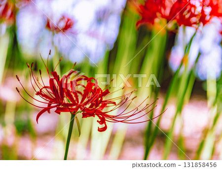禦嶽山自然森林公園紅花石蒜2-2-84 131858456