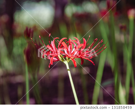 禦嶽山自然森林公園紅花石蒜2-2-87 131858459