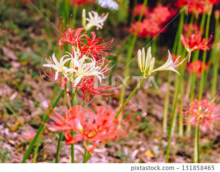 禦嶽山自然森林公園 紅花石蒜 2-2-93 131858465