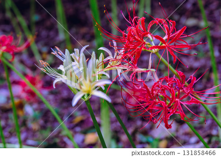 禦嶽山自然森林公園 紅花石蒜 2-2-94 131858466