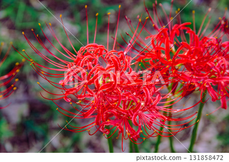 禦嶽山自然森林公園，彼岸花2-2-100 131858472