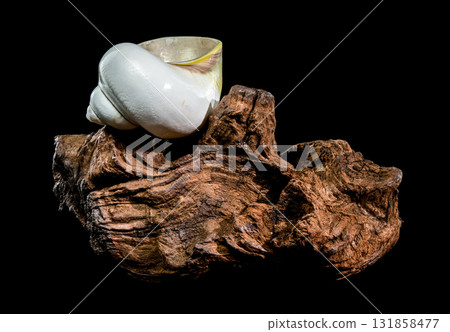Polished Moon Shell on Dark Textured Driftwood Against Black Polished Moon Shell on Dark Textured Driftwood Against Black 131858477