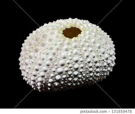 White Sea Urchin Shell Against Black Background Detailed Close-up View 131858478
