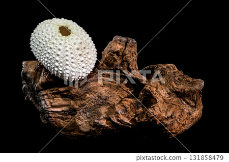 Sea Urchin Shell on Dark Driftwood Against Black Background 131858479