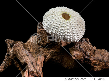 Sea Urchin Shell on Dark Driftwood Against Black Background 131858480