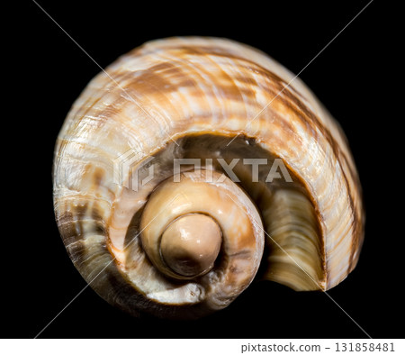 Noble Volute Shell Brown Stripes Black Background Noble Volute Shell Brown Stripes Black Background 131858481