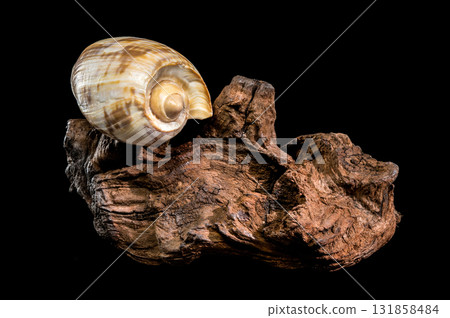Noble Volute Shell on Dark Driftwood Against Black Background 131858484