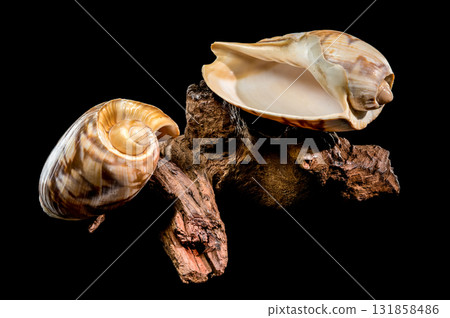 Noble Volute Shell on Dark Driftwood Against Black Background 131858486