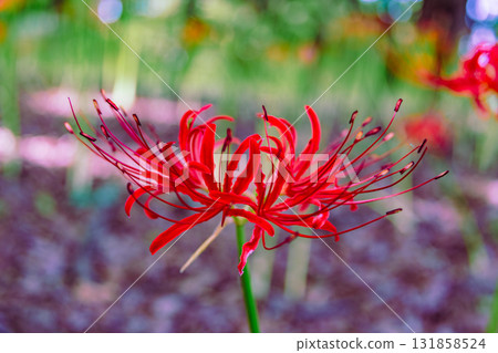 禦嶽山自然森林公園 紅花石蒜 2-2-21 131858524