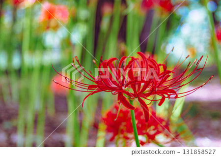 Mount Ontake Natural Forest Park, Red Spider Lily 2-2-24 131858527