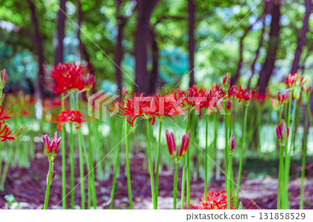 禦嶽山自然森林公園 紅花石蒜 2-2-26 131858529