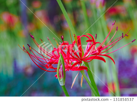 Mount Ontake Natural Forest Park, Red Spider Lily 2-2-43 131858537