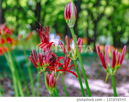 禦嶽山自然森林公園 紅花石蒜 2-2-49 131858543