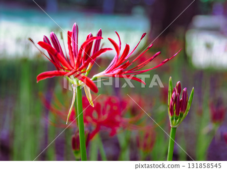 Mount Ontake Natural Forest Park, Red Spider Lily 2-2-51 131858545