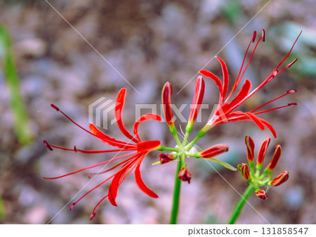 禦嶽山自然森林公園 紅花石蒜 2-2-53 131858547