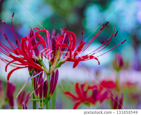 Mount Ontake Natural Forest Park, Red Spider Lily 2-55 131858549