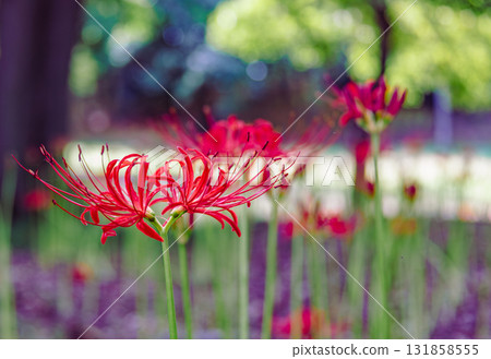禦嶽山自然森林公園 紅花石蒜 2-59 禦嶽山自然森林公園 紅花石蒜 2-59 131858555