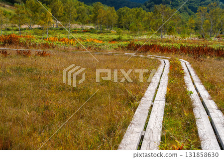 Boardwalk and birch trees 131858630