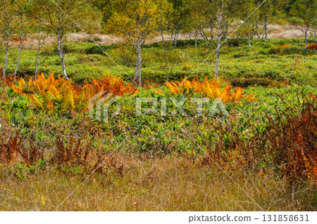 Autumn leaves of white birch forest 131858631