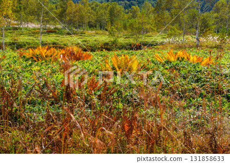 Autumn leaves on the plateau Autumn leaves on the plateau 131858633