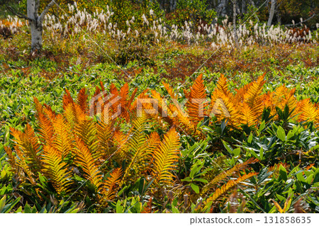 White birch grove and pampas grass White birch grove and pampas grass 131858635