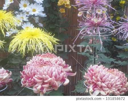 Chrysanthemum festival Chrysanthemum festival 131858672