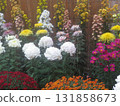 Chrysanthemum festival 131858673