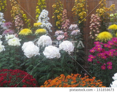 Chrysanthemum festival Chrysanthemum festival 131858673